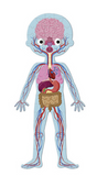 Human Body Puzzle