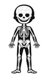 Human Body Puzzle