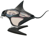 4D  Vision Manta Ray
