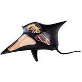 4D  Vision Manta Ray
