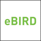 Self Flying eBird- Green. Electric Flapping Wings Bird Drone