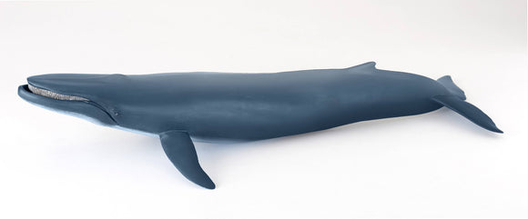 Blue Whale