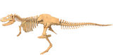 Giant Dinosaur Skeleton Kit